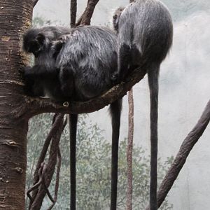 Bronx Zoo Silver Leaf Langurs