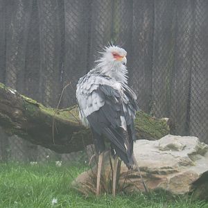 Secretary bird (Sagittarius serpentarius), 2021-10-10