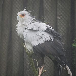 Secretary bird (Sagittarius serpentarius), 2021-10-10
