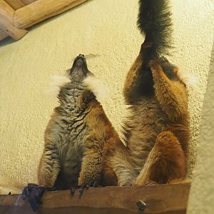 Black lemurs (Eulemur macaco), Female and juvenile, 2021-10-10