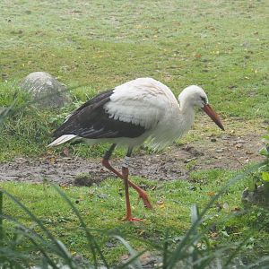 European white stork (Ciconia ciconia), 2021-10-10