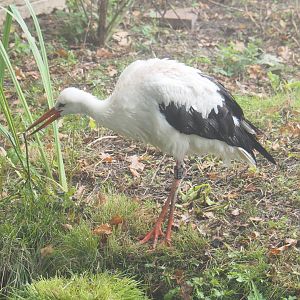 European white stork (Ciconia ciconia), 2021-10-10