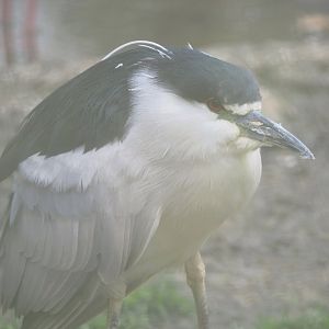 Black-crowned night heron (Nycticorax nycticorax nycticorax), 2021-10-10