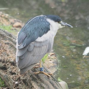 Black-crowned night heron (Nycticorax nycticorax nycticorax), 2021-10-10
