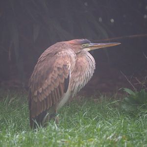 Juvenile purple heron (Ardea purpurea), 2021-10-10