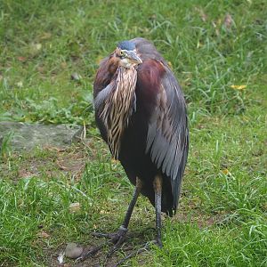 Purple heron (Ardea purpurea), 2021-10-10