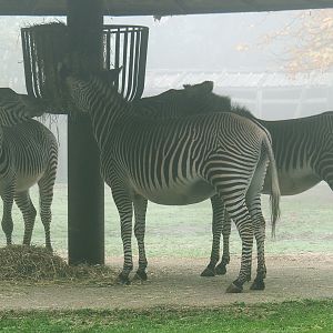 Grevy's zebras (Equus grevyi), 2021-10-10