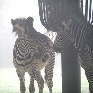 Grevy's zebras (Equus grevyi), 2021-10-10