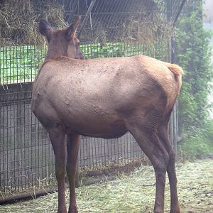 Rocky Mountain wapiti (Cervus canadensis nelsoni), 2021-10-10