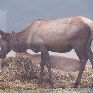 Rocky Mountain wapiti (Cervus canadensis nelsoni), 2021-10-10