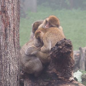 Barbary macaques (Macaca sylvanus), 2021-10-10