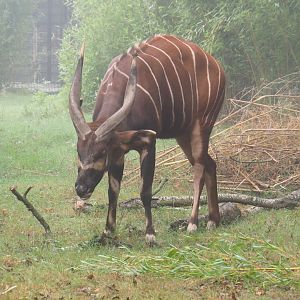 Mountain bongo (Tragelaphus eurycerus isaaci), 2021-10-10