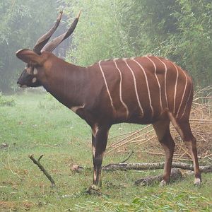 Mountain bongo (Tragelaphus eurycerus isaaci), 2021-10-10