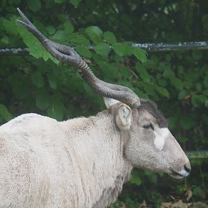 Addax (Addax nasomaculatus), 2021-10-10