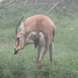 Slender-horned gazelle (Gazella leptoceros), 2021-10-10