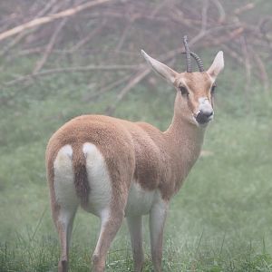Slender-horned gazelle (Gazella leptoceros), 2021-10-10