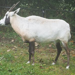 Arabian oryx (Oryx leucoryx), 2021-10-10