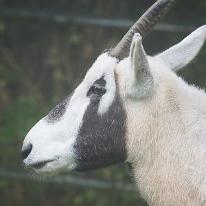 Arabian oryx (Oryx leucoryx), 2021-10-10
