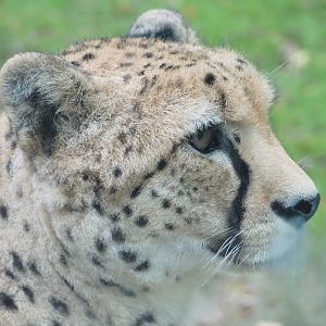 Sudan cheetah (Acinonyx jubatus soemmeringii), 2021-10-10
