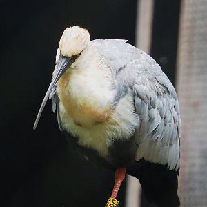 Black-faced ibis (Theristicus melanopis), 2021-10-10