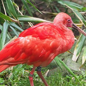 Scarlet ibis (Eudocimus ruber), 2021-10-10