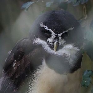 Spectacled Owl (Pulsatrix perspicillata),  2021-10-10