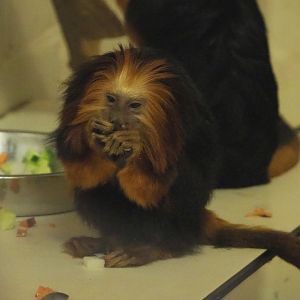 Golden-headed lion tamarin (Leontopithecus chrysomelas), 2021-10-10