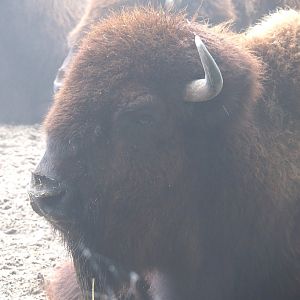 American Plains bison (Bison bison bison), 2021-10-10