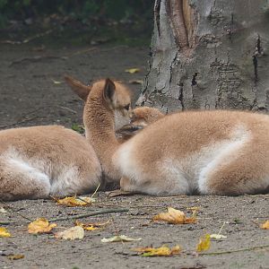 Vicuña crias (Vicugna vicugna), 2021-10-10