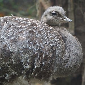 Darwin's rhea (Rhea pennata), 2021-10-10