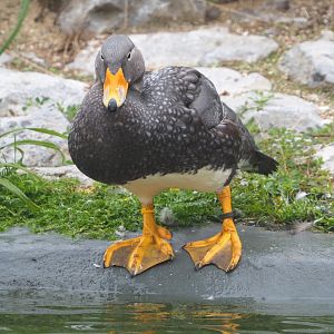 Magellanic flightless steamer duck (Tachyeres pteneres), 2021-10-10