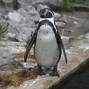 Humboldt penguin (Spheniscus humboldti), 2021-10-10