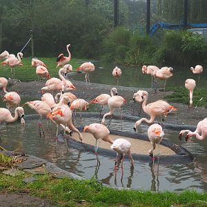 Chilean fllamingos (Phoenicopterus chilensis) and Lesser flamingos (Phoeniconaias minor), 2021-10-10