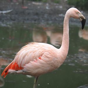 Chilean fllamingo (Phoenicopterus chilensis), 2021-10-10