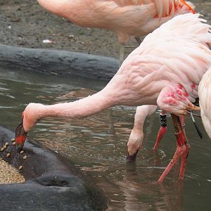 Lesser flamingos (Phoeniconaias minor), 2021-10-10