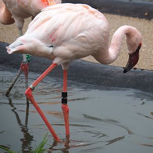 Lesser flamingo (Phoeniconaias minor), 2021-10-10