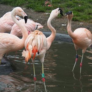 Chilean fllamingos (Phoenicopterus chilensis), 2021-10-10