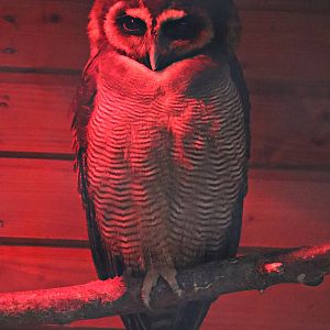 Brown wood owl (Strix leptogrammica)