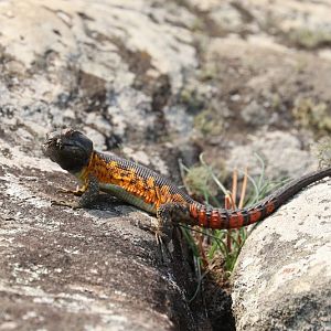 Common Crag Lizard (Pseudocordylus melanotus)