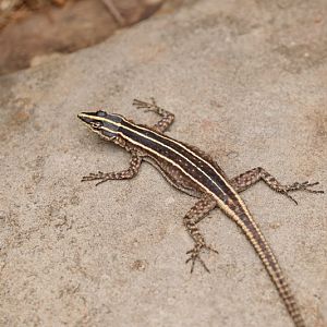 Sekukhune flat lizard (Platysaurus orientalis orientalis), female