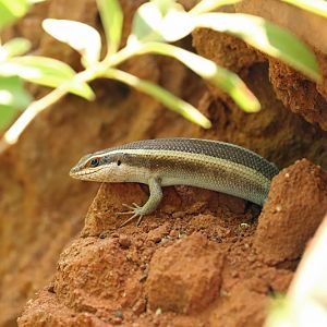 Montane Speckled Skink (Trachylepis punctatissima)