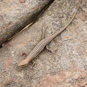 variable skink (Trachylepis varia)