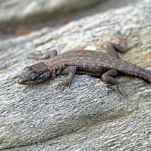 Blue-Spotted Girdled Lizard (Ninurta coeruleopunctatus)