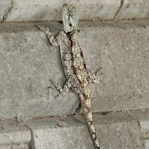 Southern tree or blue-throated agama (Acanthocercus atricollis), a female