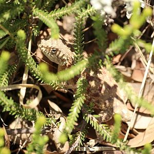red ground agama (Agama aculeata distanti)