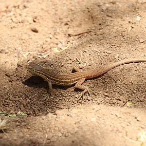 Namaqua sand lizard (Pedioplanis namaquensis)