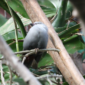 Lavender Waxbill (Estrilda caerulescens)