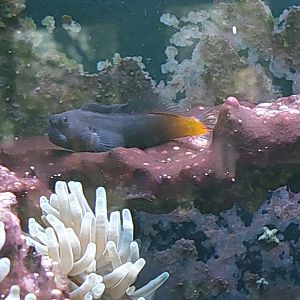 Blenny ID