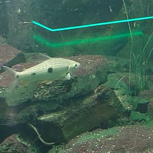 Freshwater Fish ID