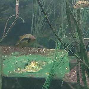 Freshwater Fish ID